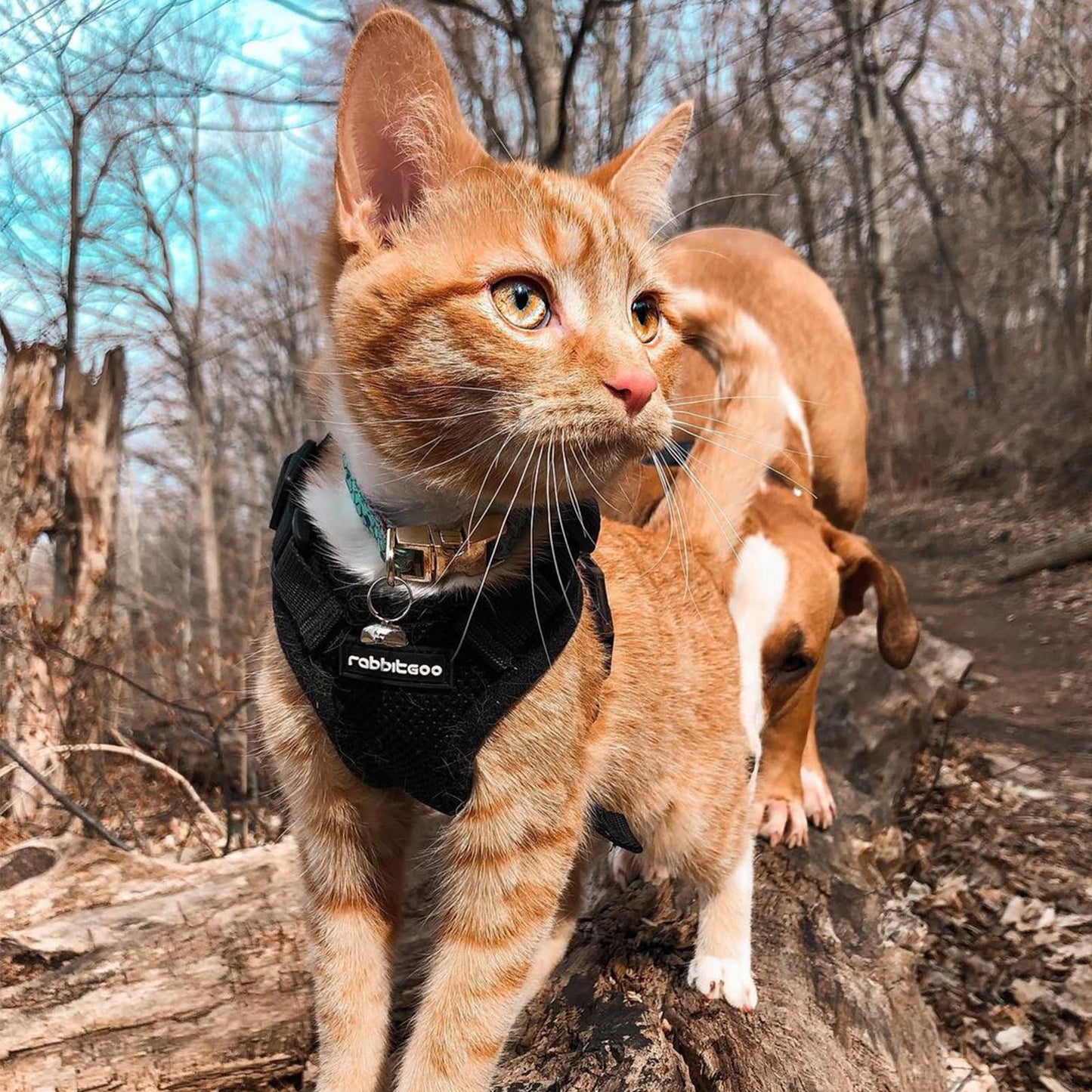 rabbitgoo Cat Harness and Leash Set, Escape Proof Kitten Harness for Safe Outdoor Walks, Soft Breathable Adjustable Vest with Reflective Strips for Kittens and Small Cats, Black, Xs