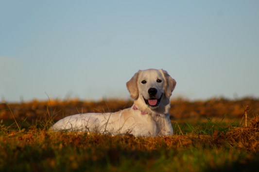 Anti-Pull Dog Training Collar