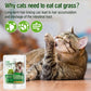 Hkpetie 30g Cat Grass Sticks, Delicious Cat Grass Teething Stick Edible Cats Chew Toy Cat Treats Snack for Teeth Cleaning and Hairball Removal