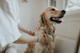 Professional 7-Piece Pet Grooming Kit
