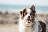 Premium Comfort Dog Harness