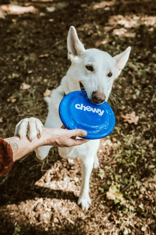Stainless Steel Double Pet Bowl Set