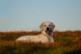 Anti-Pull Dog Training Collar